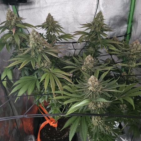 Sensi Amnesia Second Indoor Grow
