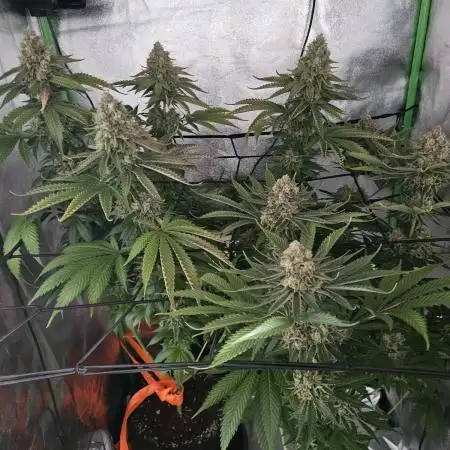 Sensi Amnesia Second Indoor Grow