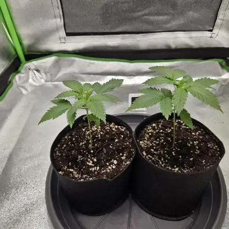 Sensi Amnesia Second Indoor Grow