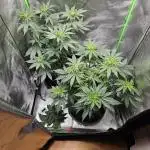 Sensi Amnesia Second Indoor Grow