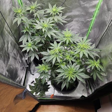 Sensi Amnesia Second Indoor Grow