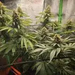 Sensi Amnesia Second Indoor Grow