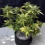 Green Crack Auto (Summer 19)