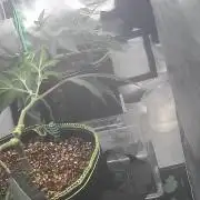 Frist Class Funk..CG Cut