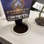 Eternity Cup Grow 2025 Runtz Auto Zamnesia