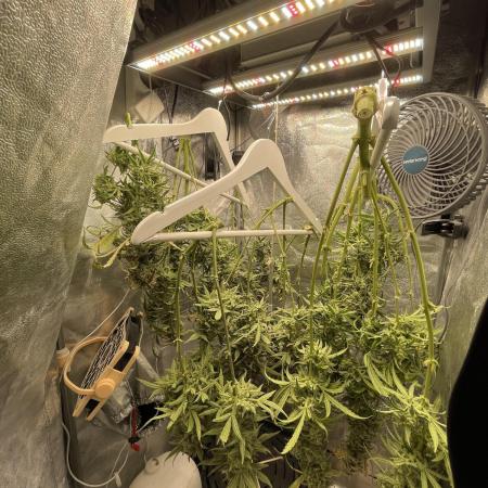 Eternity Cup Grow 2025 Runtz Auto Zamnesia