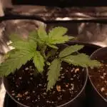 Hippie Therapy - Exotic Seeds