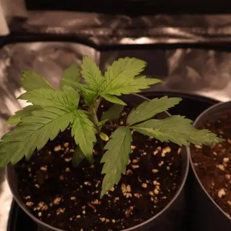 Hippie Therapy - Exotic Seeds