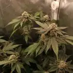 Candy Kush x Colorado OG