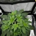 Hippie Therapy - Exotic Seeds