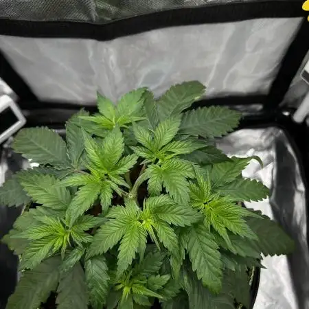 Hippie Therapy - Exotic Seeds