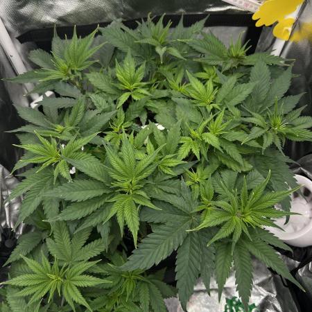 Hippie Therapy - Exotic Seeds