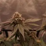 Candy Kush x Colorado OG