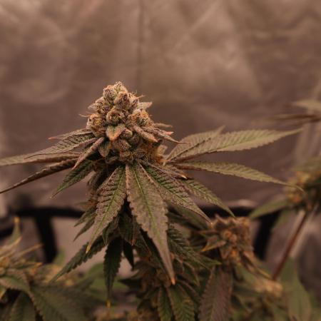 Candy Kush x Colorado OG