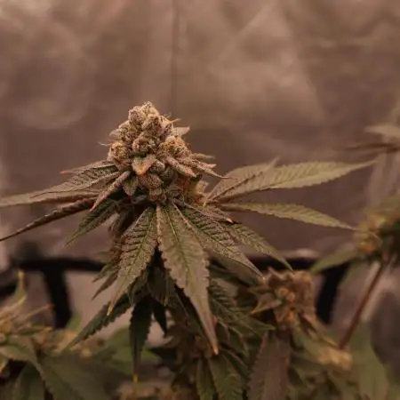Candy Kush x Colorado OG