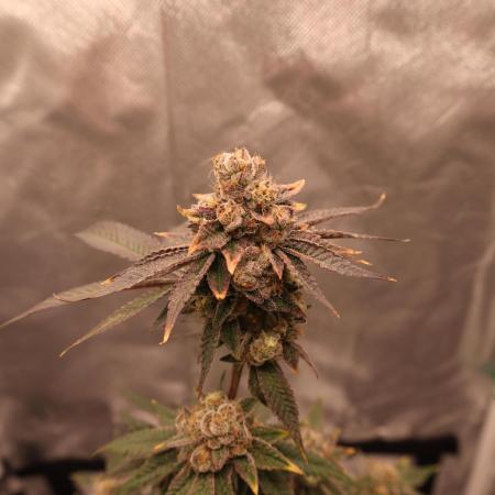 Candy Kush x Colorado OG