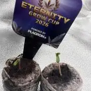 Eternity Grow 🏆 Micro Grow