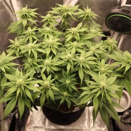 Hippie Therapy - Exotic Seeds