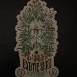 Hippie Therapie - Exotic Seeds