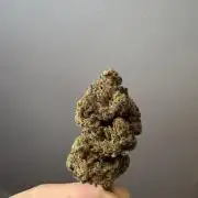 Cherry Hills 🍒⛰️80w