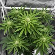 Cherry Hills 🍒⛰️80w