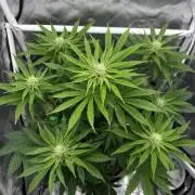 Cherry Hills 🍒⛰️80w