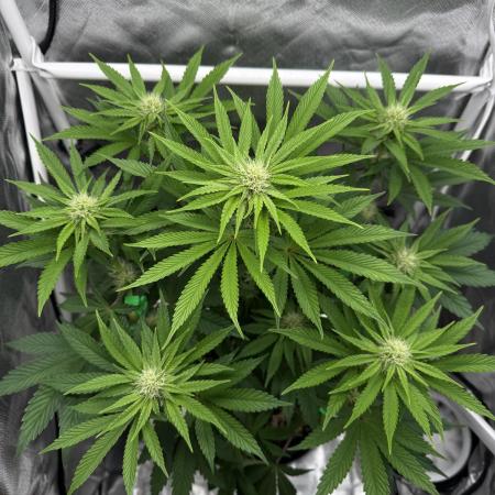 Cherry Hills 🍒⛰️80w