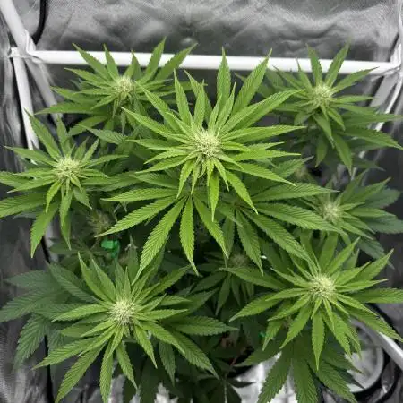 Cherry Hills 🍒⛰️80w