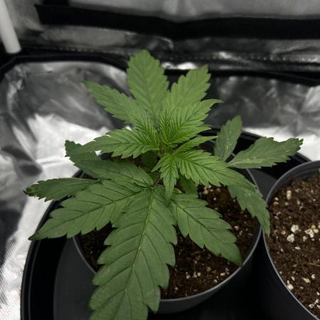 Hippie Therapy - Exotic Seeds