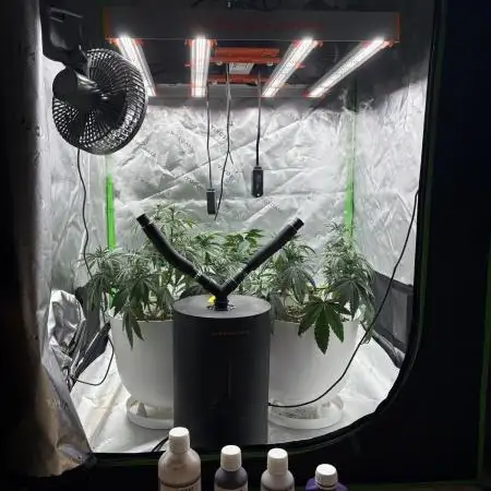 Strawberry cola sherbert F1