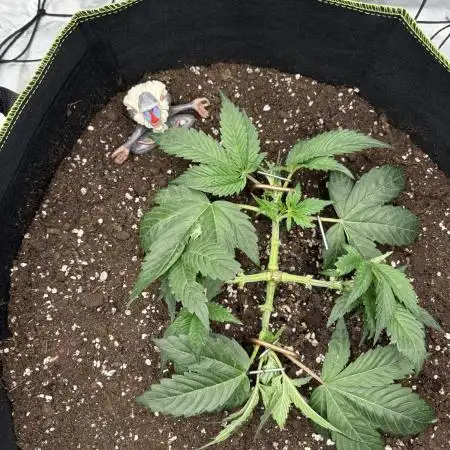 second grow