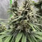 Strawberry cola sherbert F1