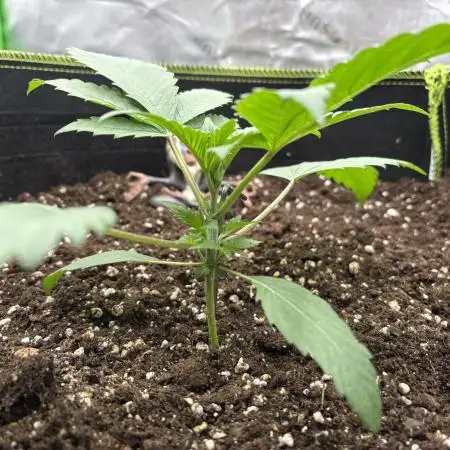 second grow
