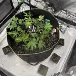 second grow