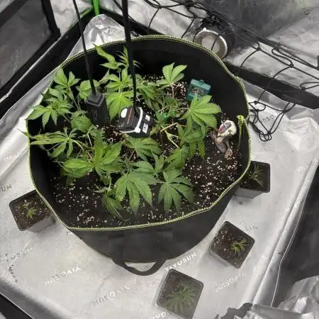 second grow