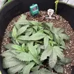 second grow