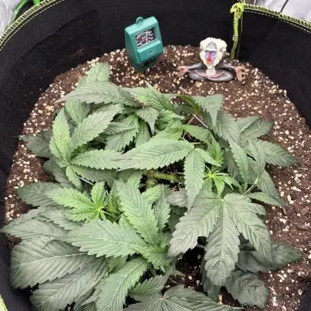 second grow