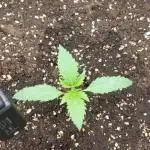 second grow