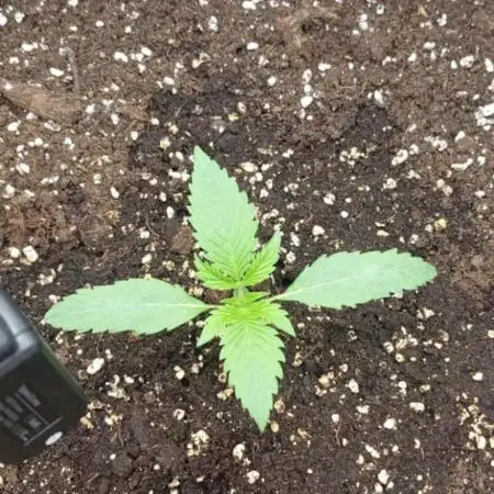 second grow
