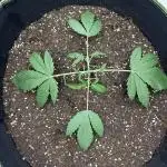 second grow