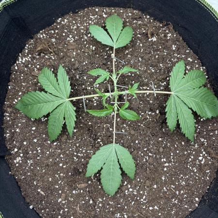 second grow