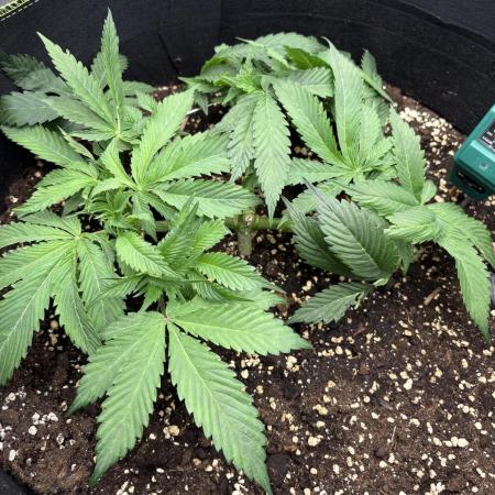 second grow