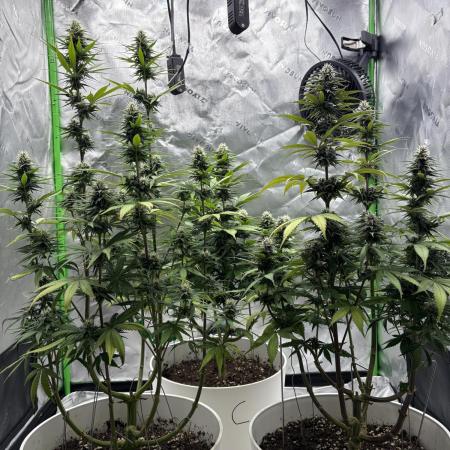 Strawberry cola sherbert F1