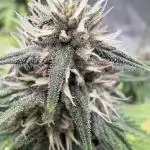 Strawberry cola sherbert F1