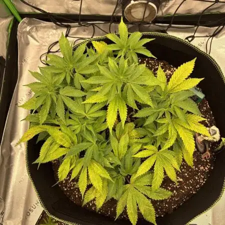 second grow