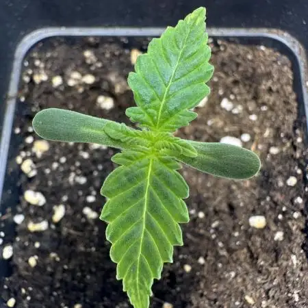 Second Grow of Skunk#1