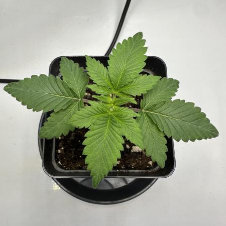 Second Grow of Skunk#1