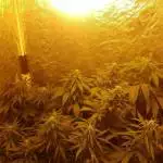 BSF Fem pack