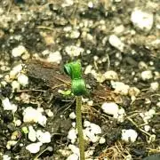 Auto Mamona assassina - MSB