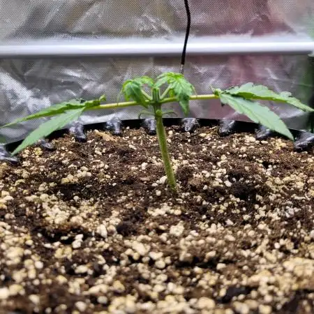 MILKY WAY F1 Auto